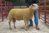 Lot 25 Sold for £750 from Mrs S Coghill Muce Farm